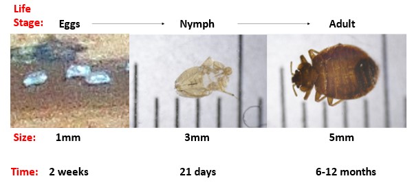 bed-bugs-image