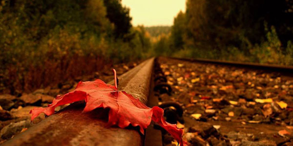 Autumn leaves on track